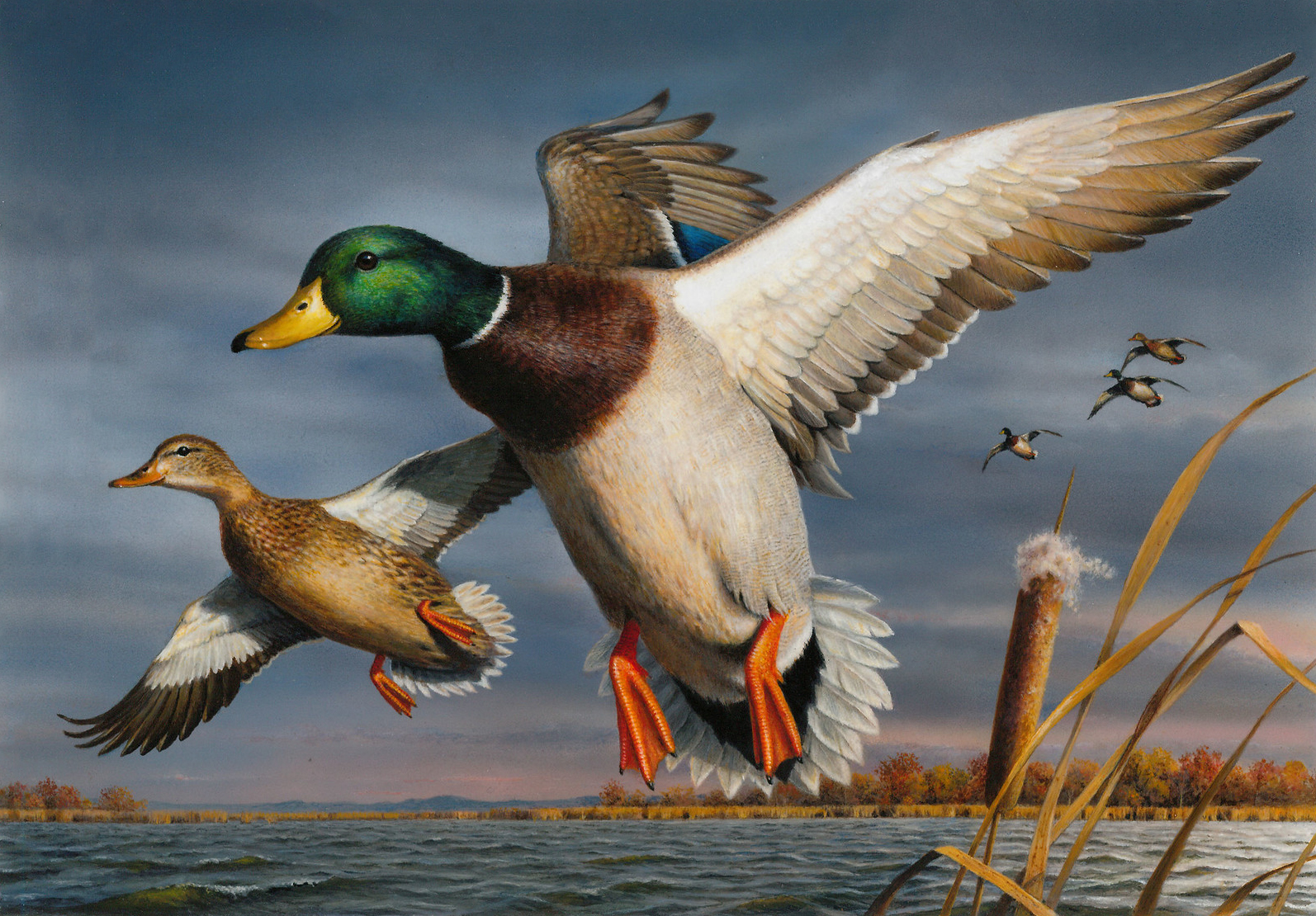 2017 Federal Duck Stamp Contest winning artwork featuring a